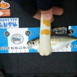 アジング!ワインド!チャリコング?