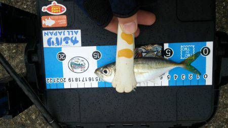 アジング!ワインド!チャリコング?