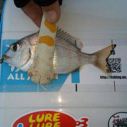 チャリコングからのアジメバリング