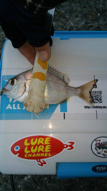 チャリコングからのアジメバリング