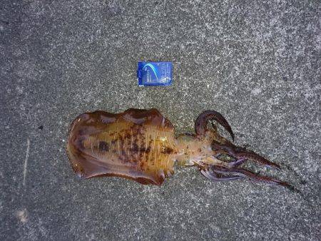 自己最高記録！ １.５ｋｇ