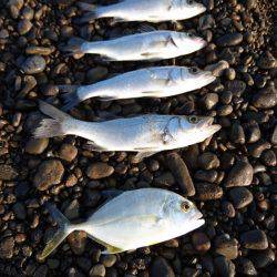 ジグサビキさまさま