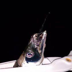 シブイ！タチウオ