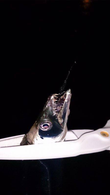 シブイ！タチウオ