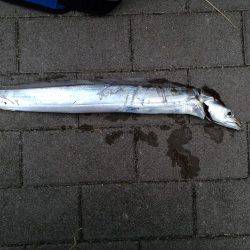 時合いは一瞬でした