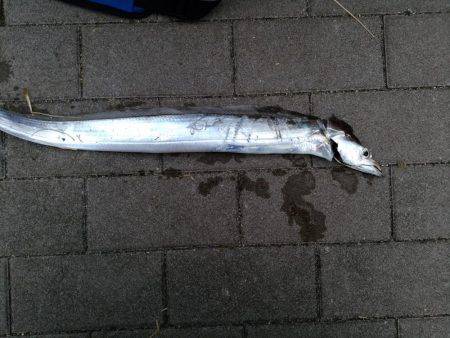 時合いは一瞬でした