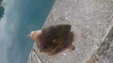 カワハギ釣り