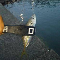 ひとときの時合い