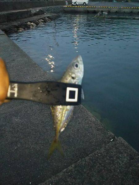 ひとときの時合い