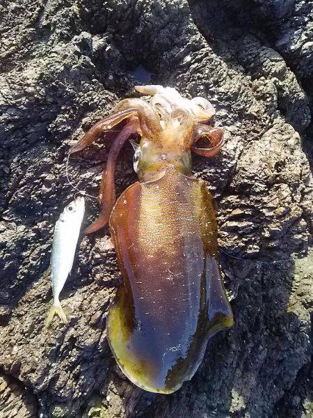 沖磯でアオリイカGET