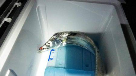 やっぱ引き釣りには勝てません(>_&…