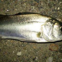 久しぶりにシーバス