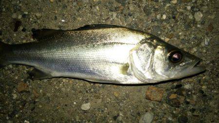 久しぶりにシーバス