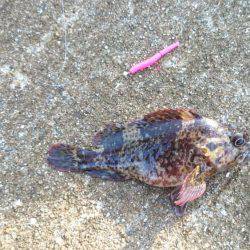 デイロックフィッシュ