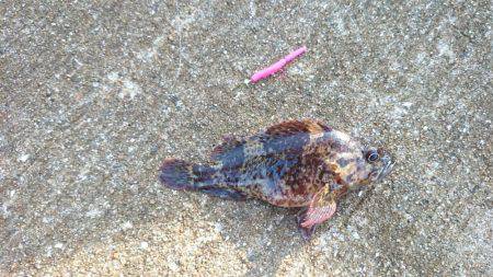 デイロックフィッシュ