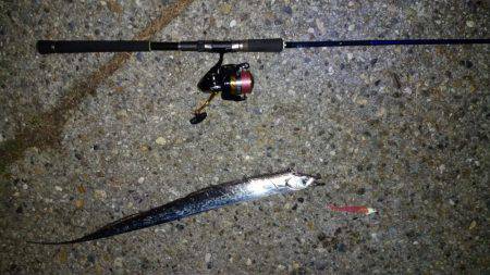 サイサキワルシ。