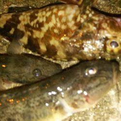 ボトムをちょんちょん