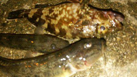 ボトムをちょんちょん