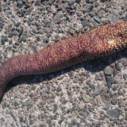 小浦一文字ウツボ狩り！