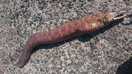 小浦一文字ウツボ狩り！