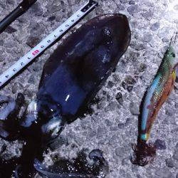 久々のアオリ♪