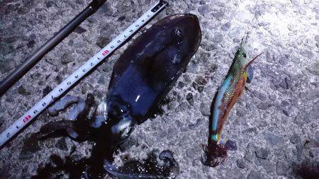 久々のアオリ♪