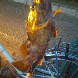 タチウオとガシラとアジ