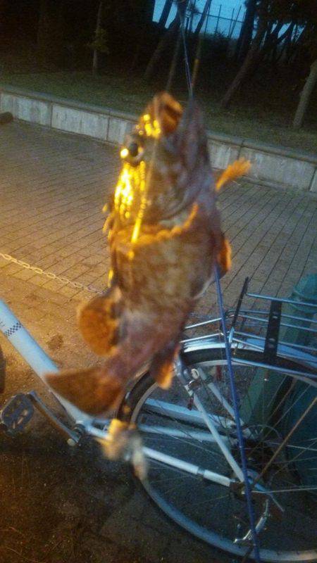 タチウオとガシラとアジ