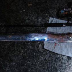 ルアーで太刀魚