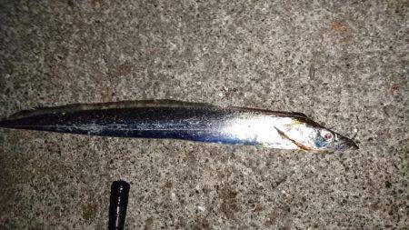 朝まずめアタリ多し