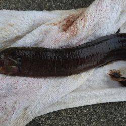 五目いったけど