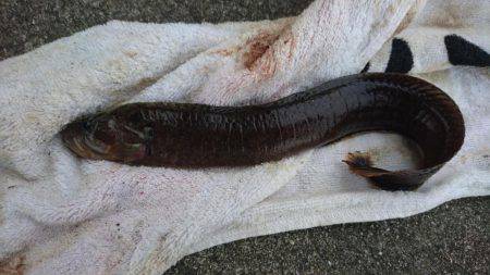 五目いったけど