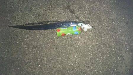 渋いアオリイカ狙いがタチウオ