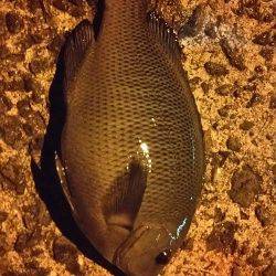 目的は釣れました