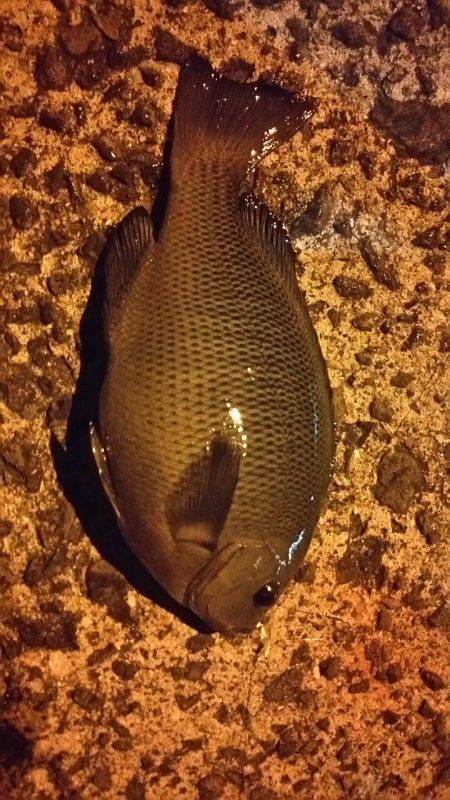 目的は釣れました