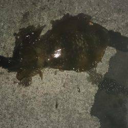 アオリイカ狙いで本日も行ってきました。