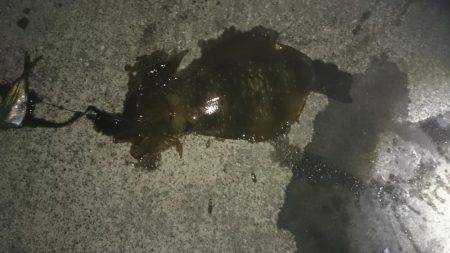 アオリイカ狙いで本日も行ってきました。