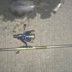 昨日に続き夕まずめねらいで！