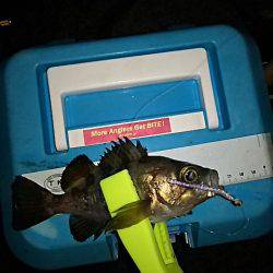 まだアジは居ました