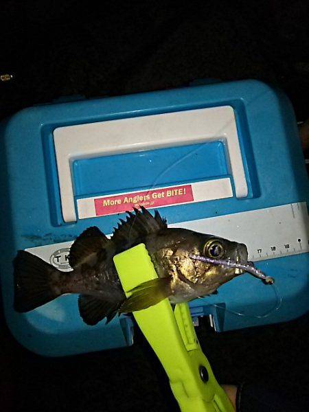 まだアジは居ました