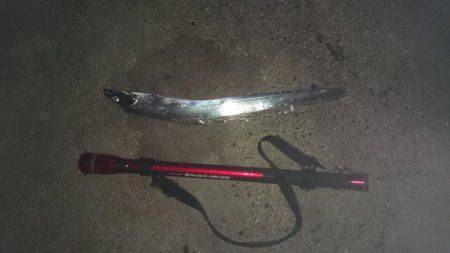 大型アオリイカ狙いで少し南したのに