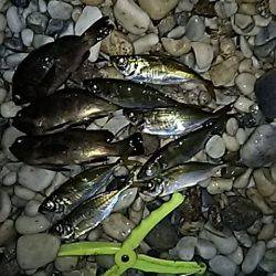 シャローアジング