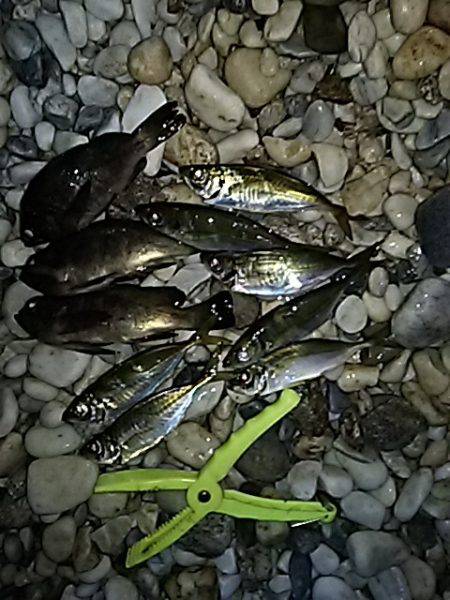 シャローアジング