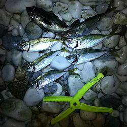 渋いサーフアジ