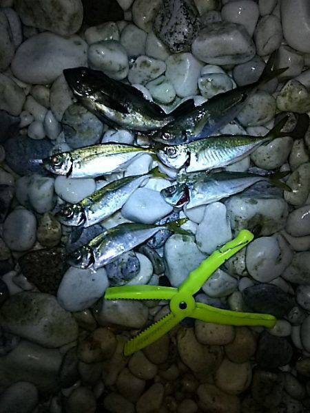 渋いサーフアジ