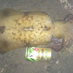 アオリイカ大型狙いで