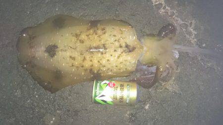 アオリイカ大型狙いで