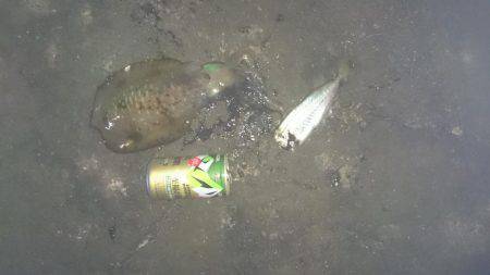 夜中から朝まずめまで