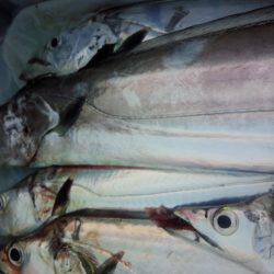 ドラゴン級バラシ後ドラゴンゲット、、、