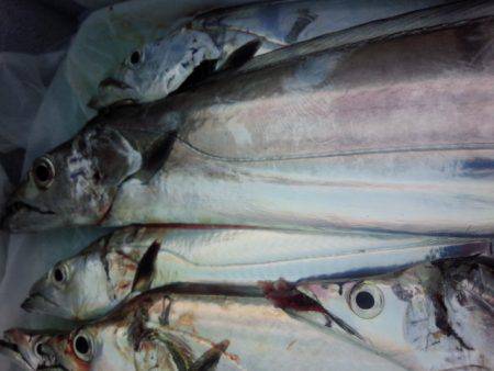 ドラゴン級バラシ後ドラゴンゲット、、、